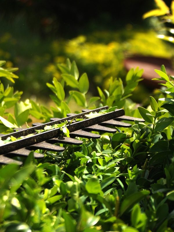 hedge, to cut, formschintt, garden, green, nature, plants, workers, gardener, privacy, landscaper, growth, hedge trimmer, cut off, cut to size, knife, hobby, sunshine, copy space, diy, work, hedge, hedge, hedge trimmer, hedge trimmer, hedge trimmer, hedge trimmer, hedge trimmer